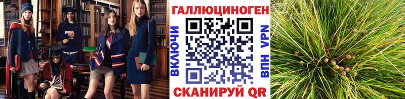 закладки Камышин Псилоцибиновые грибы ЛСД